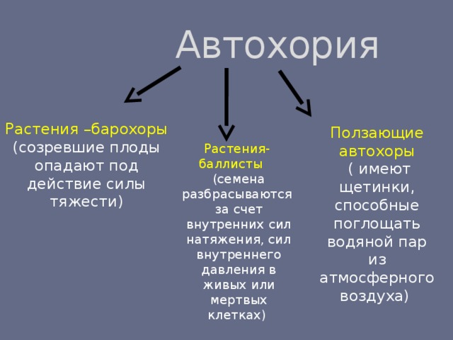 Автохорные плоды растений: размножение с помощью разбрасывания семян